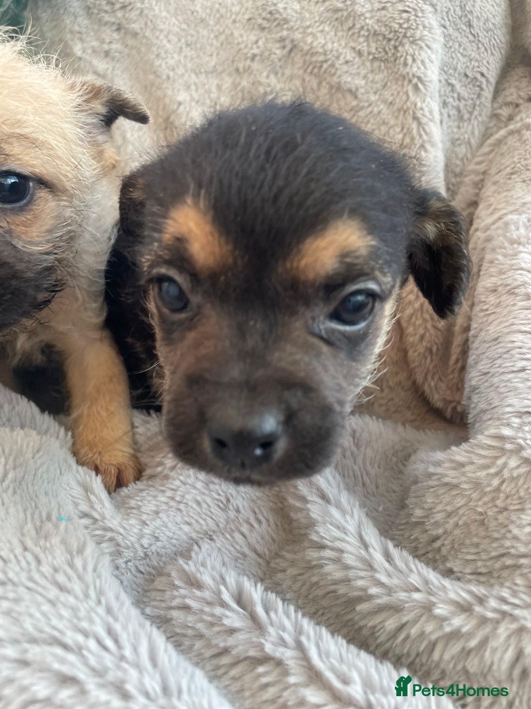 Mixed Breed dogs for sale: Adorable Frenchie-Poodle  **  Pups for Sale! - Advert 6