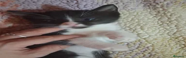 Ragdoll 4