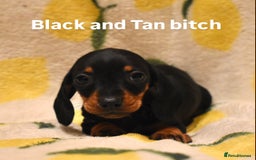 Miniature Dachshund dogs for sale: Beautiful Miniature Dachshund Pups - Image 4