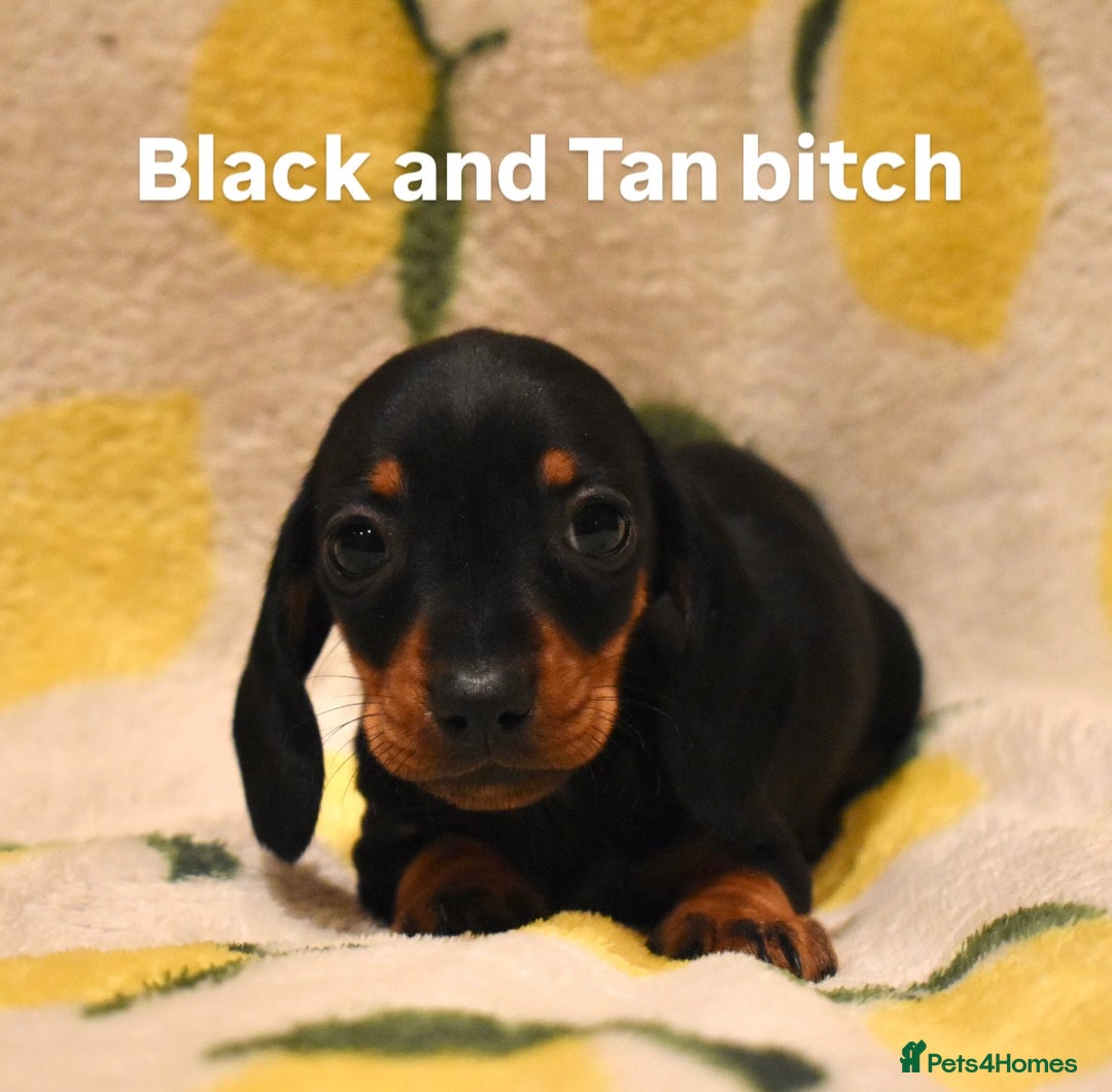 Miniature Dachshund dogs for sale: Beautiful Miniature Dachshund Pups - Image 4
