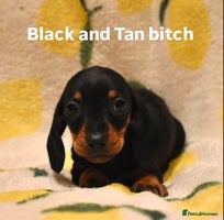 Miniature Dachshund dogs - Advert 14