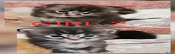 Mixed Breed cats for sale: Ragcoons - Advert 3