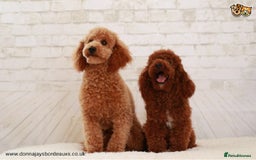 Cockapoo dogs for stud: Donnajays 5* PROVEN, HEALTH TESTED & PROFESSIONAL - Image 1