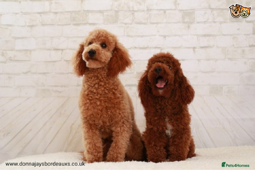 Cockapoo dogs for stud: Donnajays 5* PROVEN, HEALTH TESTED & PROFESSIONAL - Image 1