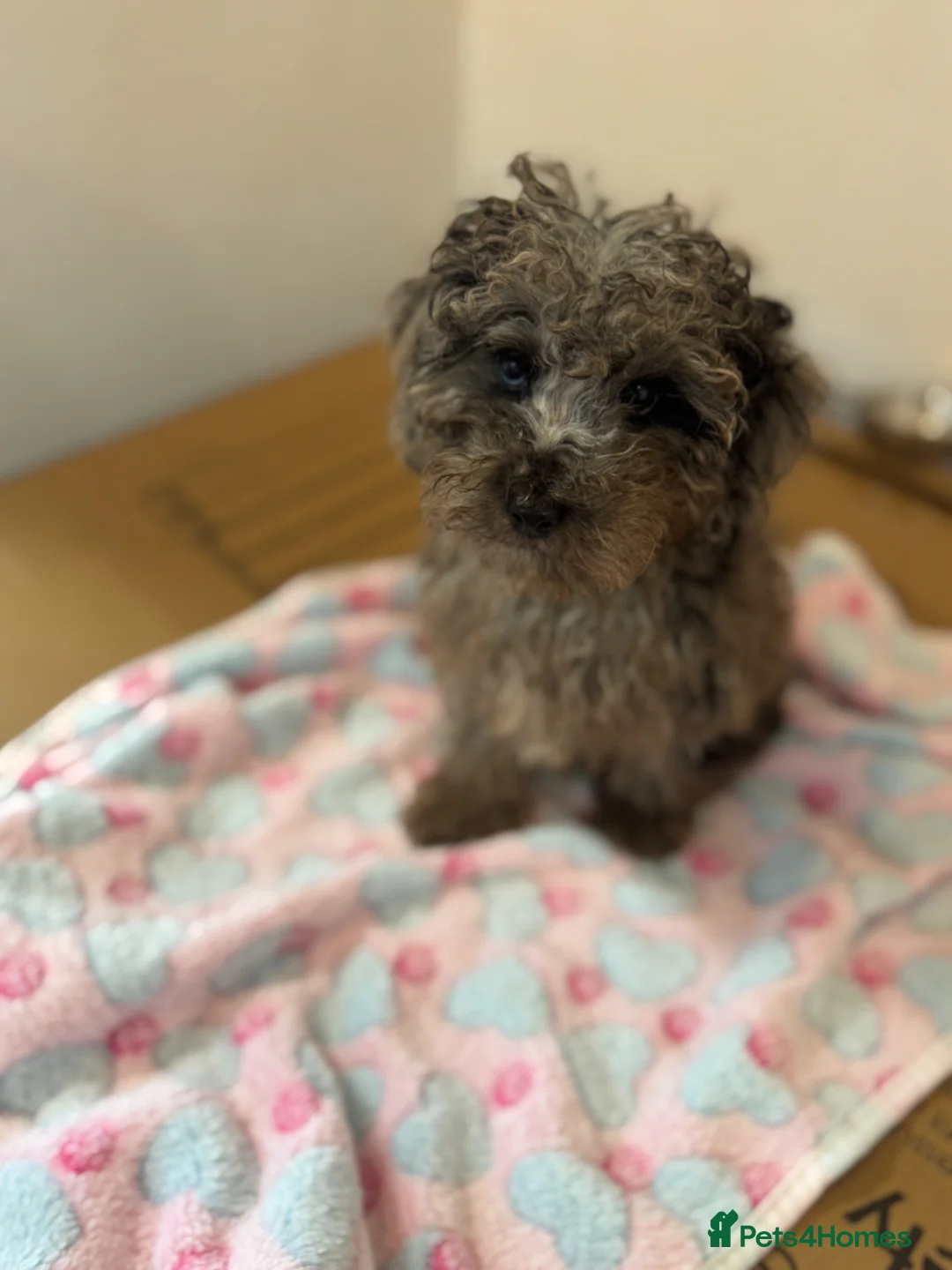 Miniature Poodle dogs for sale: I have two amazing puppies  in Enfield - Advert 2