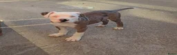 Alapaha Blue Blood Bulldog dogs for sale: Male alapaha blue blood bulldog pup 6 months  - Advert 2