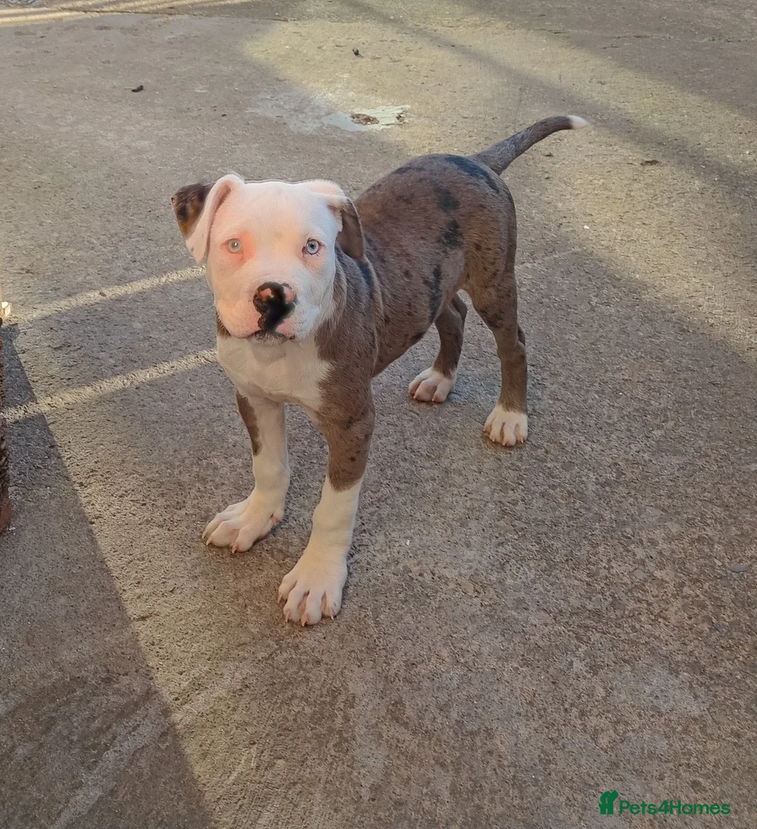 Alapaha Blue Blood Bulldog dogs for sale: Male alapaha blue blood bulldog pup 6 months  - Advert 2