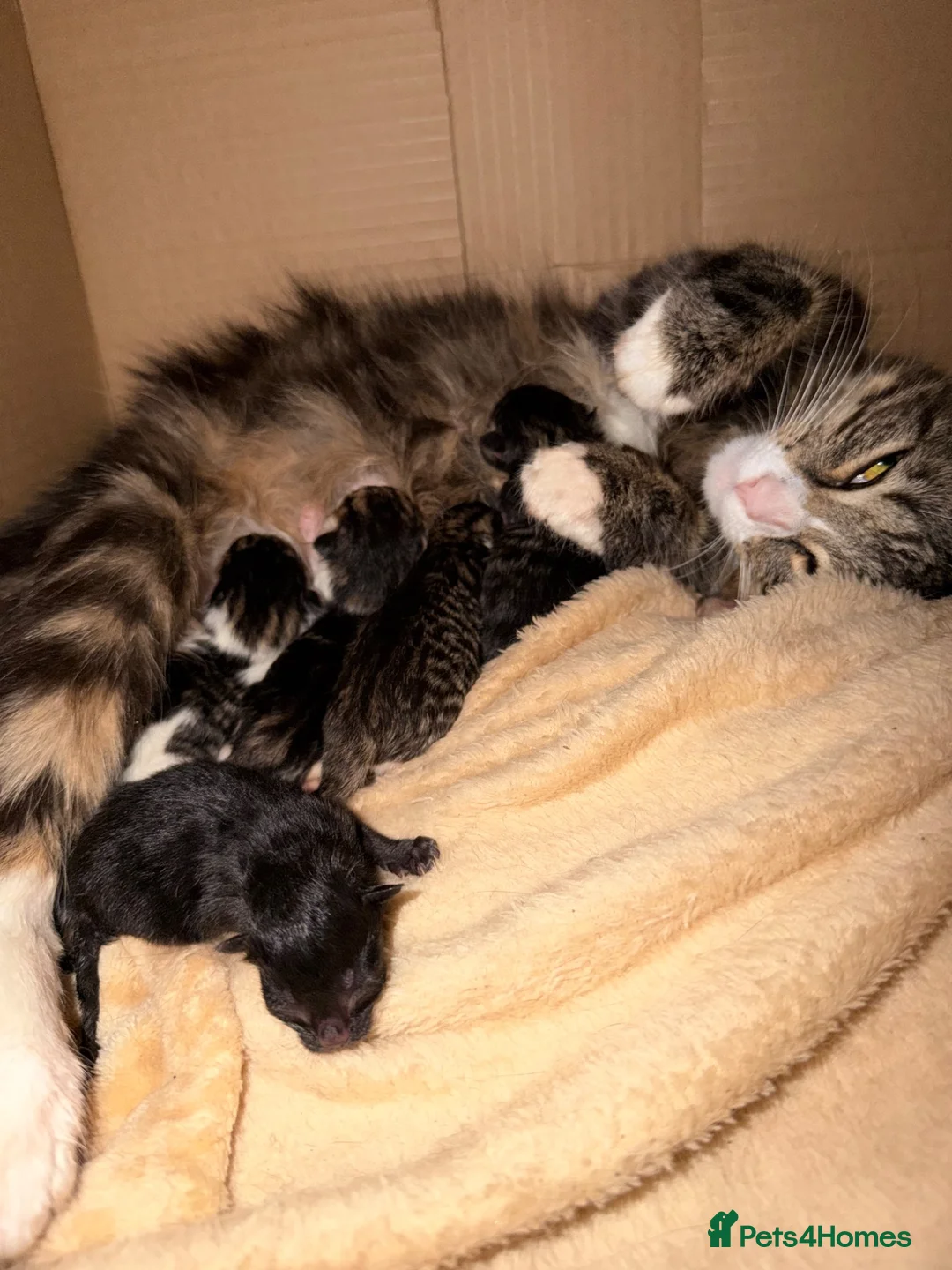 Siberian cats for sale: Gorgeous Siberian mixed kittens female male tabby - Advert 7