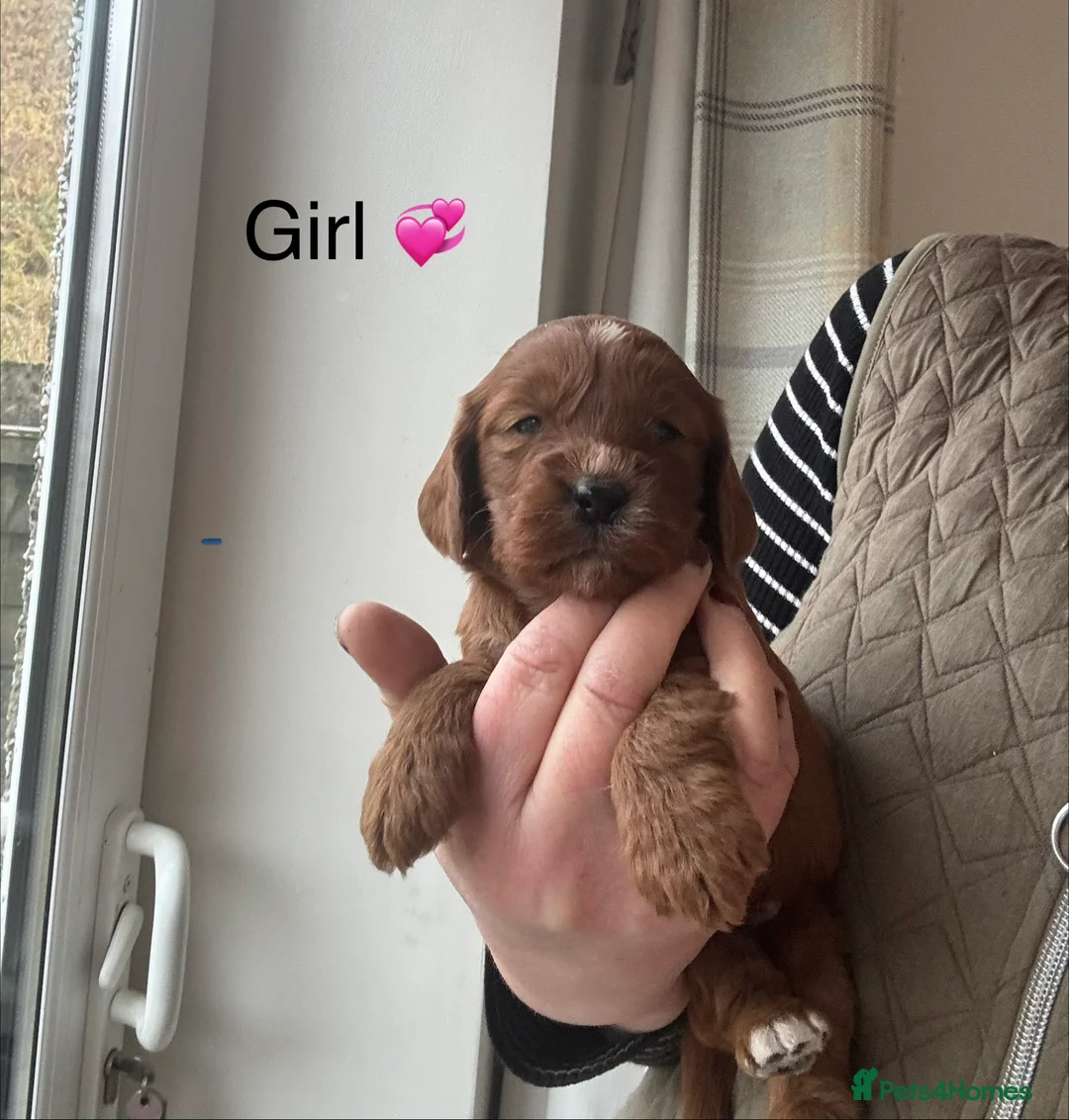 Cockapoo dogs for sale: F1 Cockapoo Puppies - Advert 2
