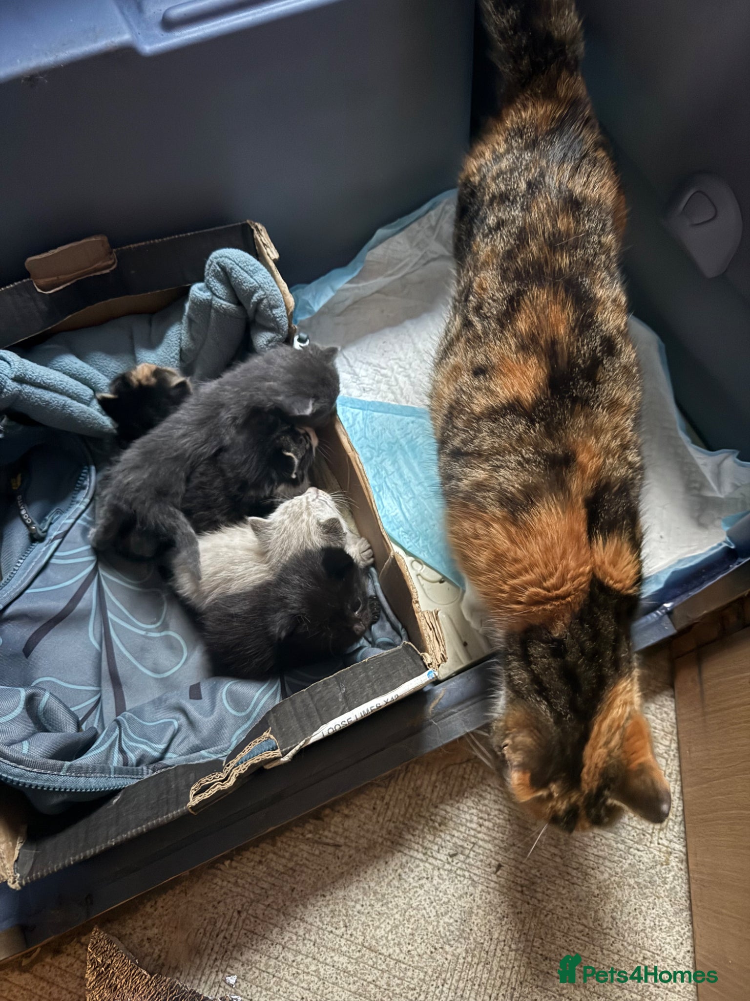 Mixed Breed cats Ragdoll x calico  - Advert 12