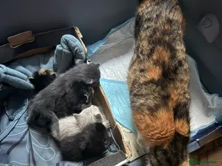 Mixed Breed cats Ragdoll x calico - Advert 7