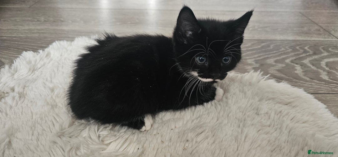 Mixed Breed cats for sale: Beautiful friendly kitties 💖 ready for homes 💕 - Image 19