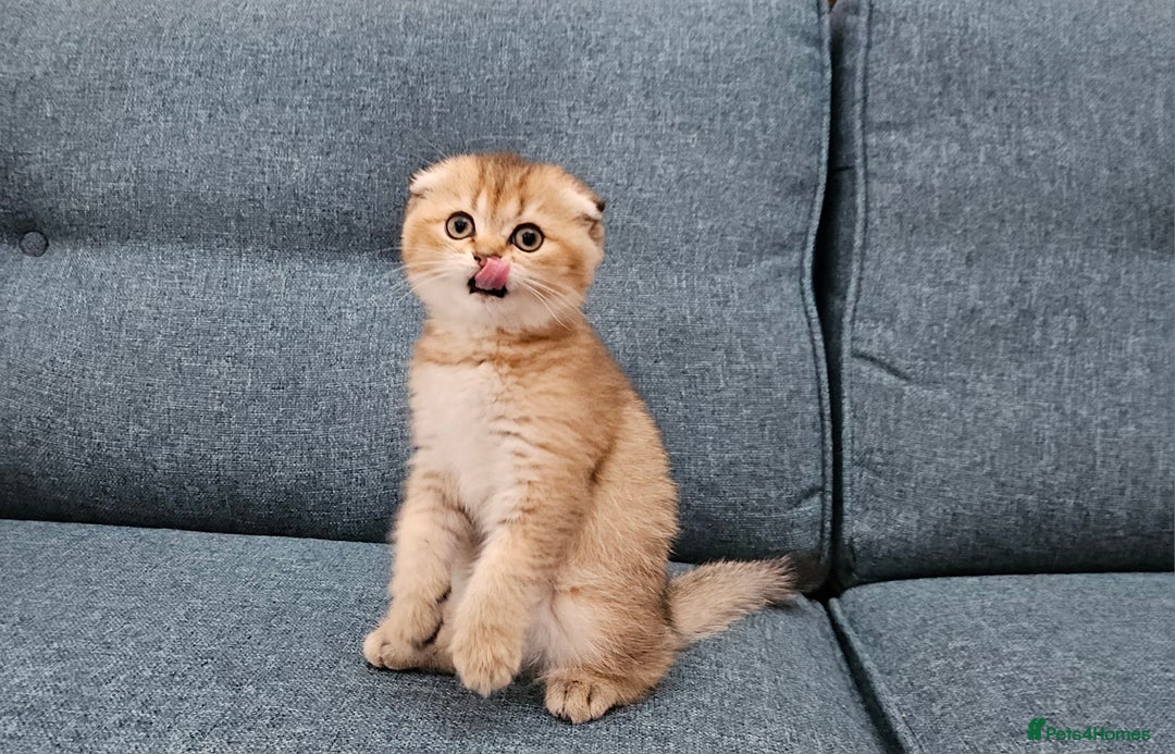 Scottish Fold cats for sale: Excellent Scottish fold kittens  - Image 18
