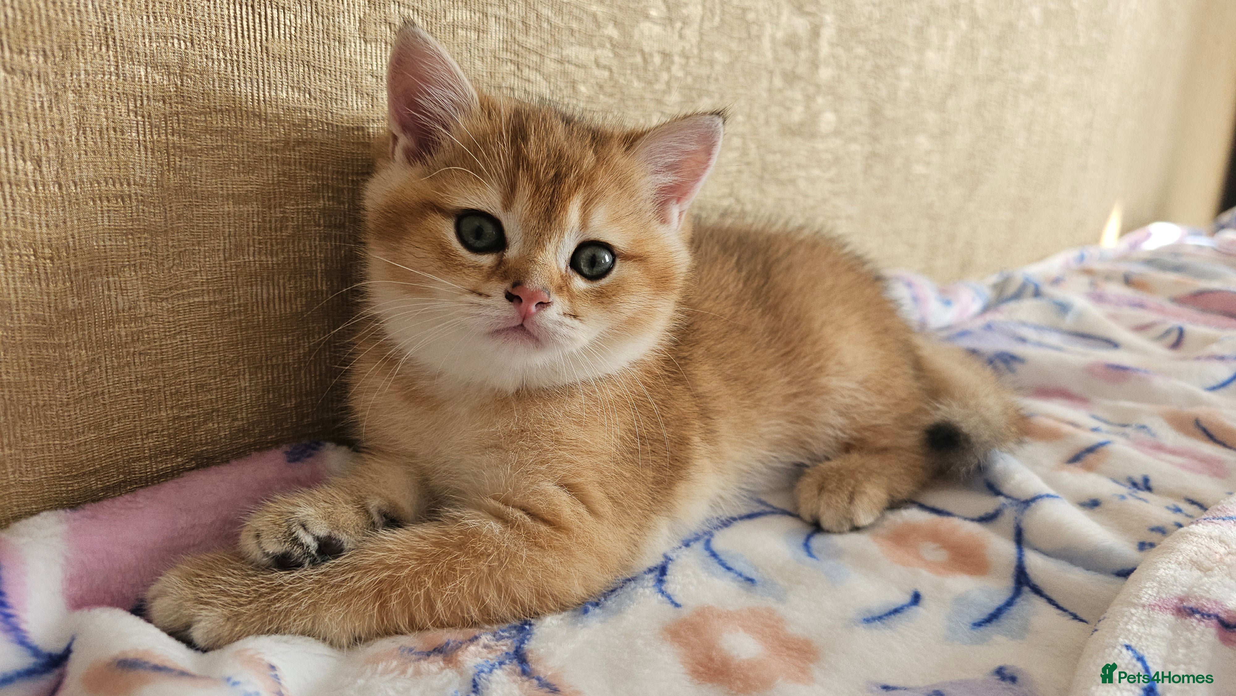 Scottish Fold cats TICA reg😼LAST STUNNING BOY LEFT😼FOR RESERVATION - Advert 7
