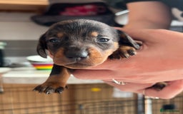 Dachshund dogs for sale: 7 Dachshund Puppies light & dark dapple and brown - Image 2