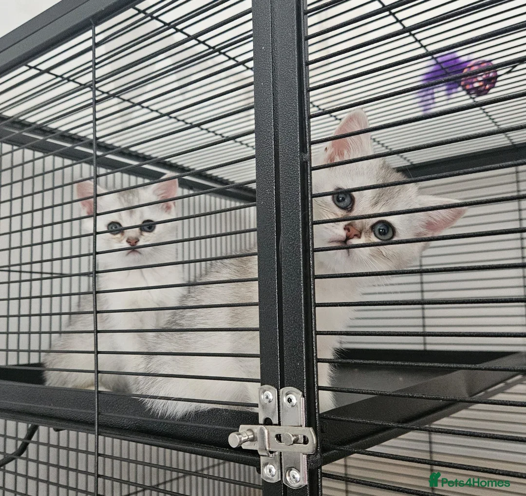 British Shorthair cats for sale: Beautiful choice of BSH Kittens - Advert 14