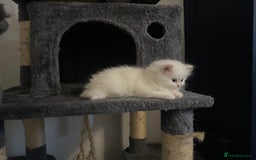 Persian cats for sale: white and orange cream doll face Persians - Image 1