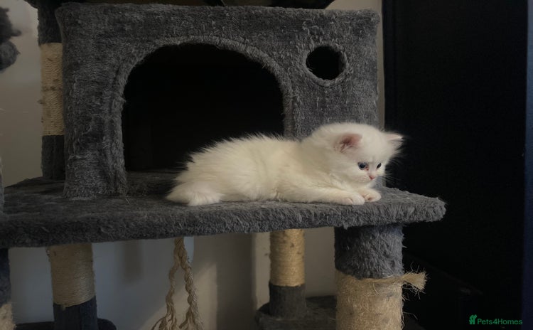 Persian cats - Advert 4
