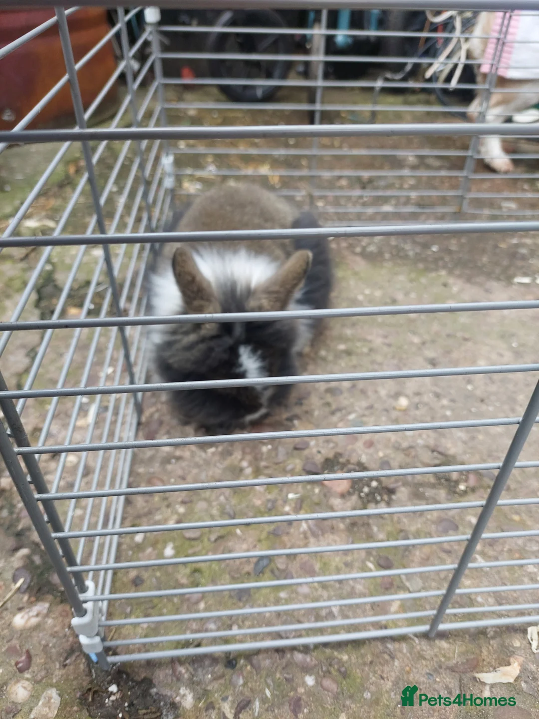 Lionhead rabbits for sale: Baby rabbits both girls - Advert 2