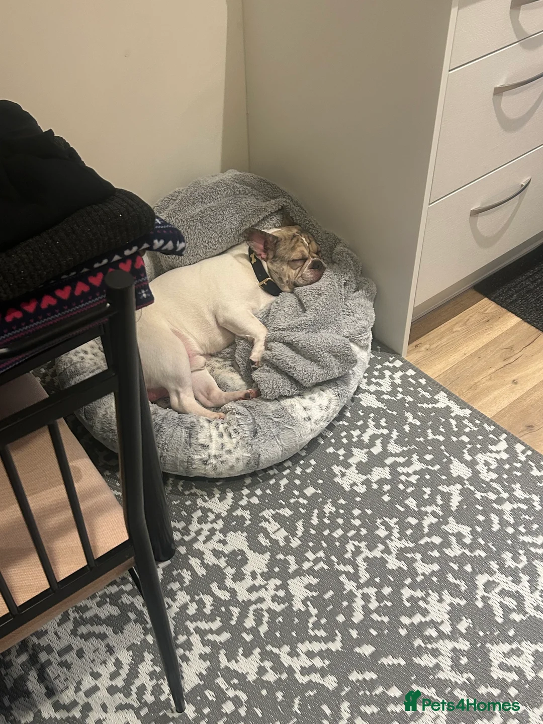 French Bulldog dogs for sale: French Bulldog  - Advert 9