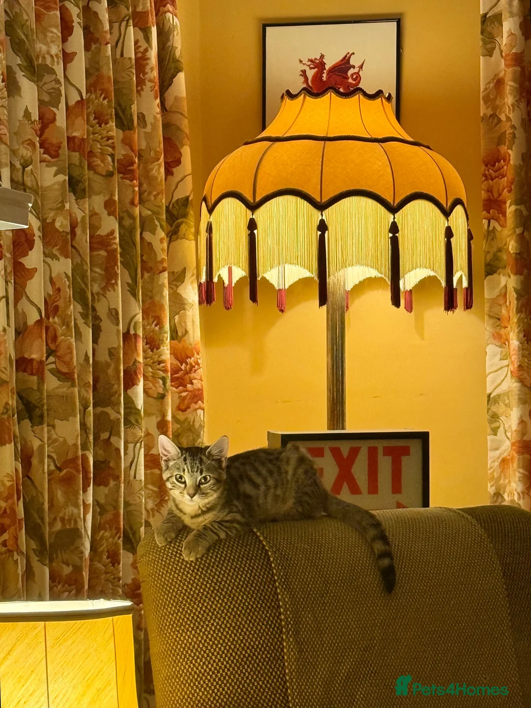 Domestic Shorthair cats for sale: 12 wk old tabby kitten in Corwen - Advert 2