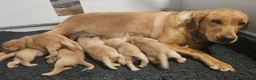 Labrador Retriever dogs for sale: Stunning Red Fox Labs-Health checked, KC Reg, FTCH - Advert 33