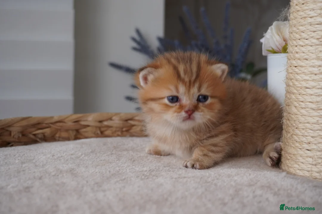 Munchkin cats for sale: 🍇🫐Munchkin Kittens - Advert 17