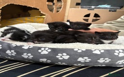 Mixed Breed cats for sale: Beautiful Black & White Kittens  - Image 1