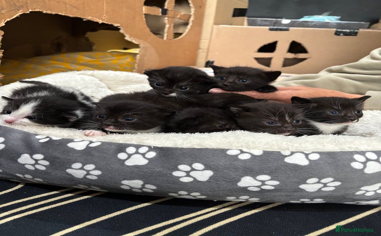 Mixed Breed cats - Advert 1