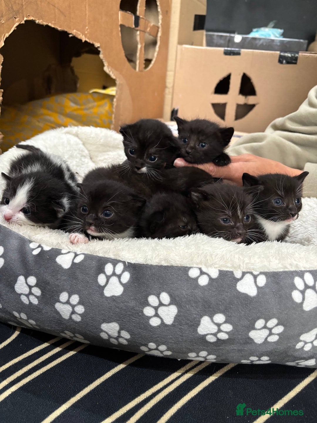 Mixed Breed cats for sale: Beautiful Black & White Kittens  - Image 1