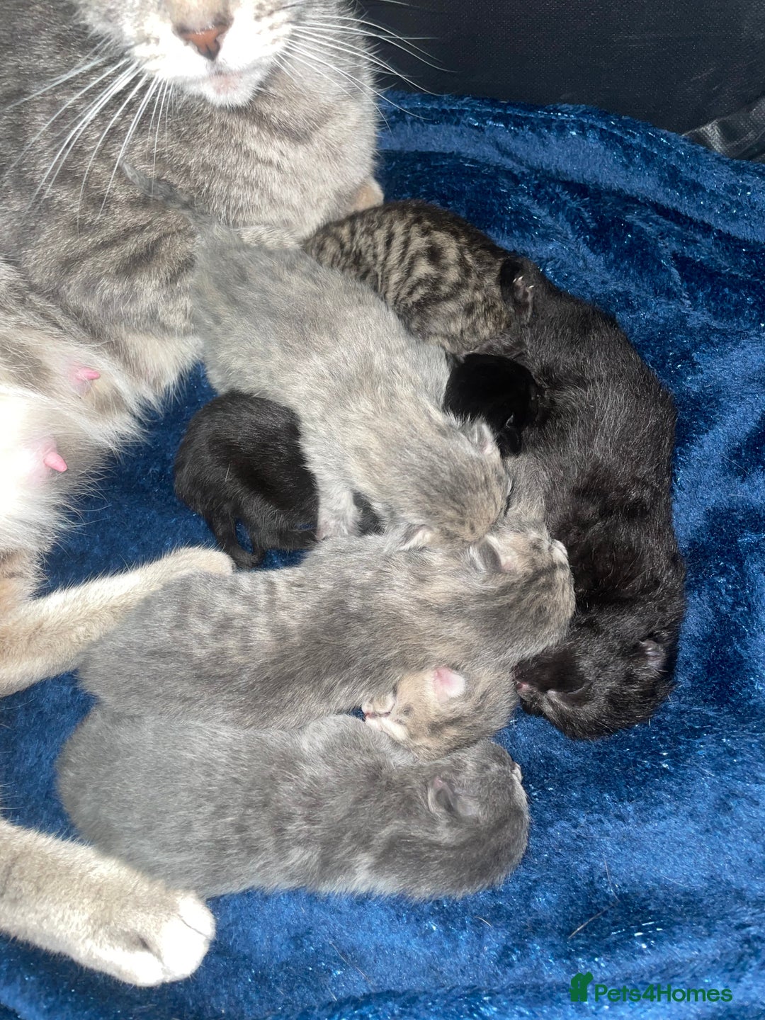 Mixed Breed cats for sale: 7 BEAUTIFUL KITTENS - Advert 1