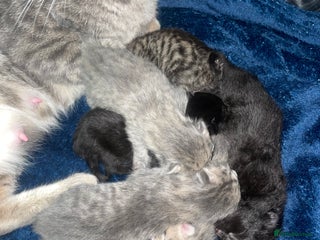 Mixed Breed cats 7 BEAUTIFUL KITTENS - Advert 2