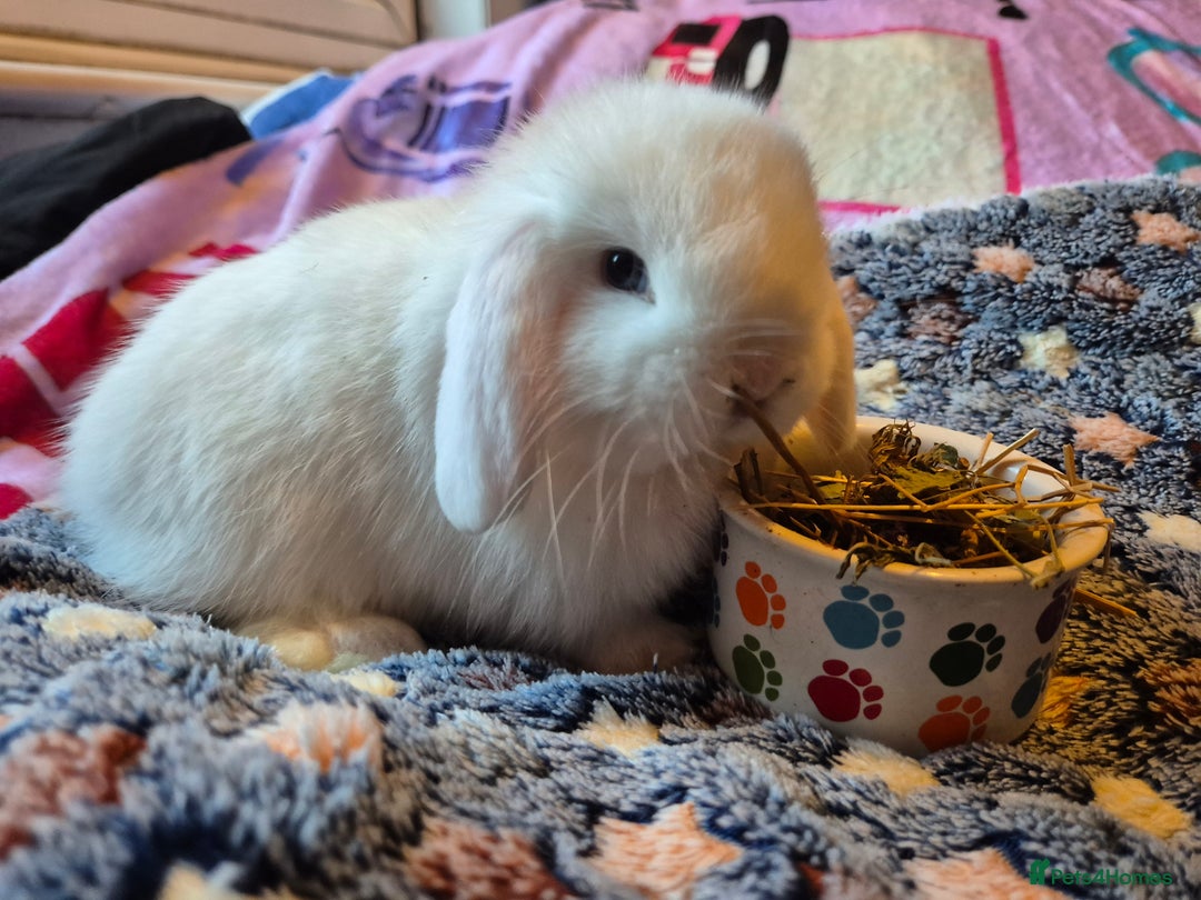 Mini Lop rabbits for sale: 💙 Baby Minilops Ready 25th💙  - Image 10