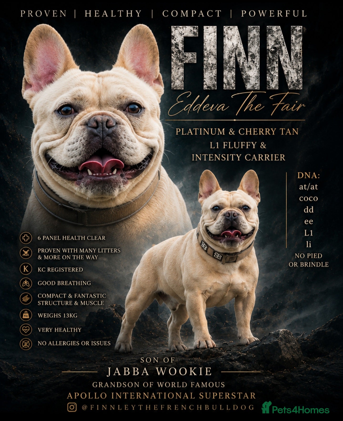 French Bulldog dogs 🔥 PLATINUM LILAC & TAN FLUFFY - WELL PROVEN- KC   - Advert 9