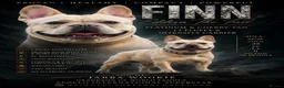 French Bulldog dogs for stud: 🔥 PLATINUM LILAC & TAN FLUFFY - WELL PROVEN- KC   - Advert 1