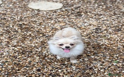 Pomeranian dogs for sale: Beautiful Pomeranian  - Image 3