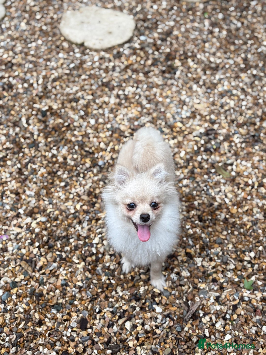Pomeranian dogs for sale: Beautiful Pomeranian  - Image 3