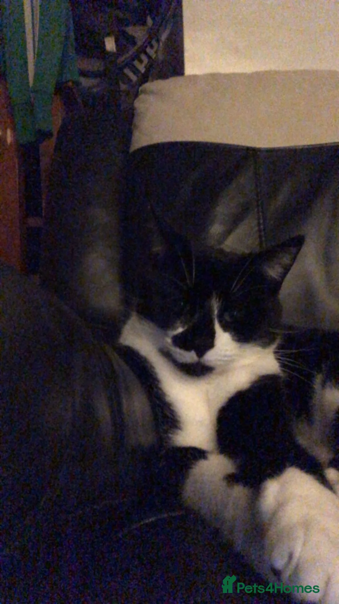 Mixed Breed cats for sale: Beautiful 8 year old cat needing rehoming  in Llanelli - Advert 3