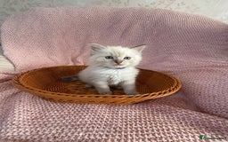 Ragdoll cats for sale: Ragdoll Kitten 1 - Stunning ragdoll kittens - Image 35