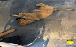 German Shepherd dogs for sale: Long haired GSD bitch - Image 3