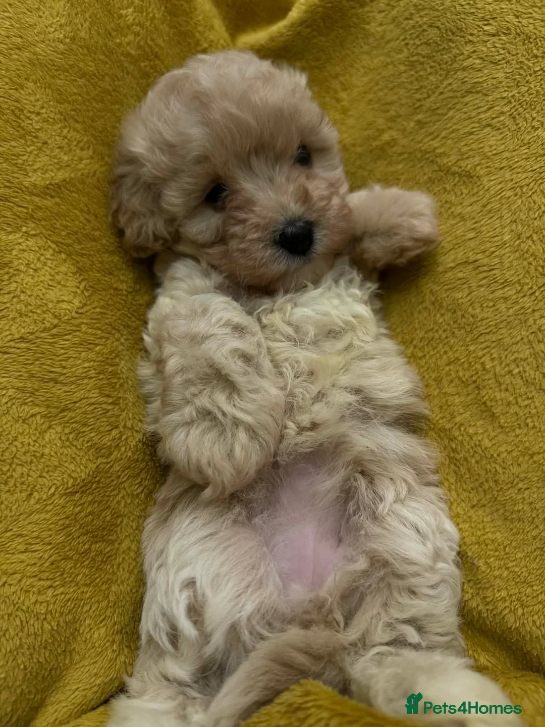 Maltipoo dogs for sale: Maltipoo F1 Toy - Advert 4