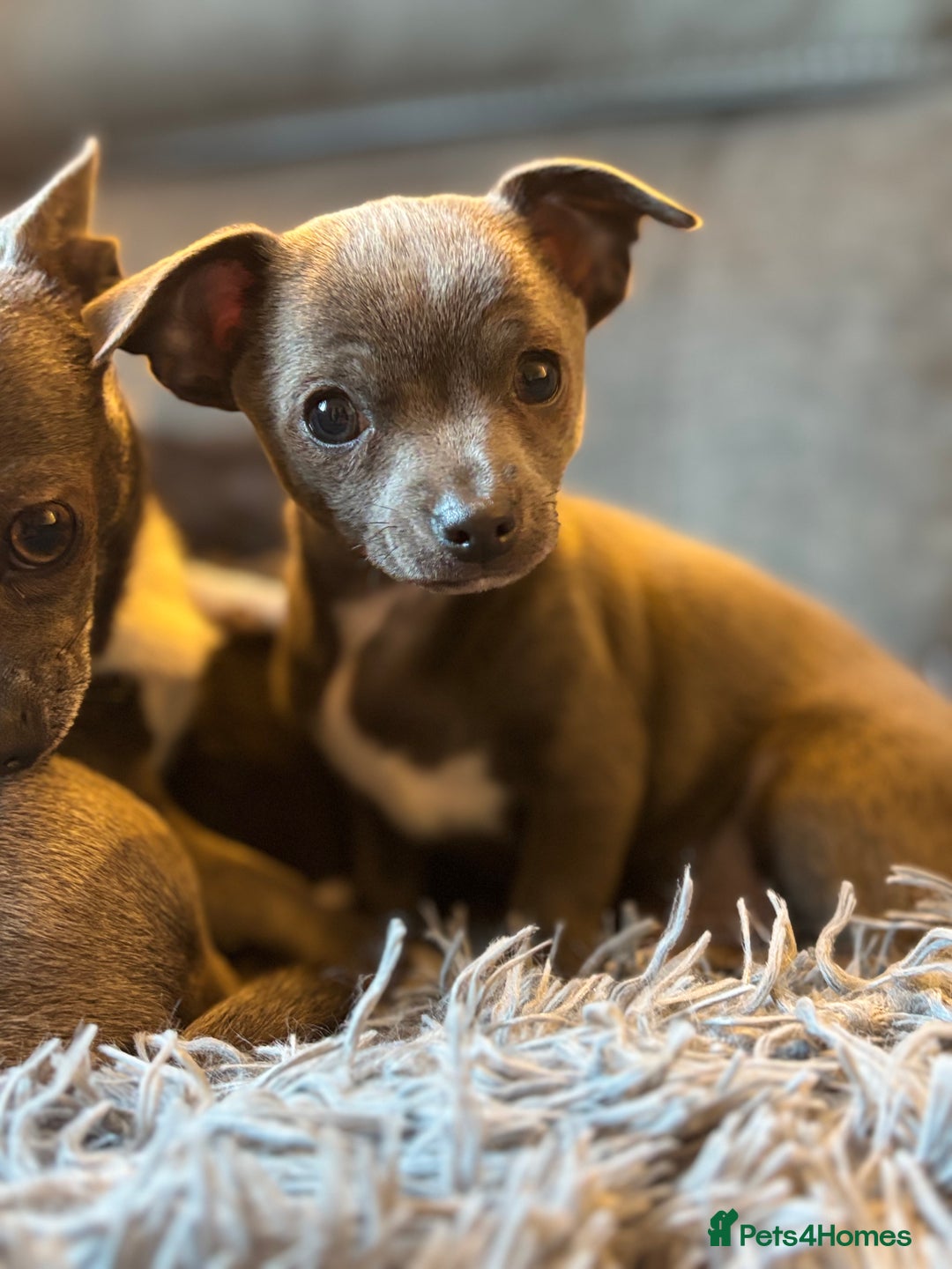 Chihuahua dogs for sale: Blue chihuahua puppies - Advert 15