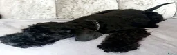 Kerry Blue Terrier dogs for sale: Kerry blue terrier puppies - Advert 13