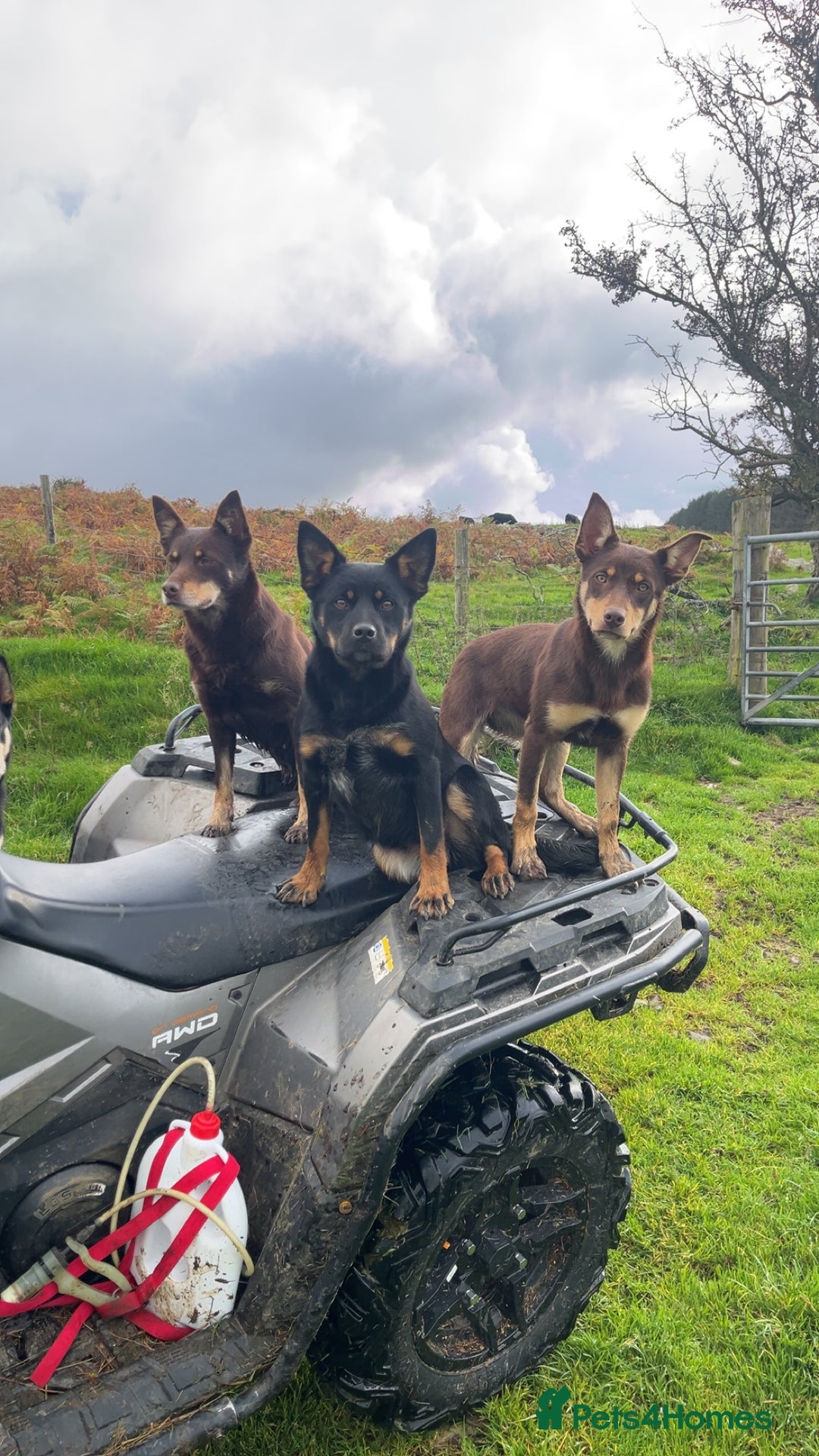 Mixed Breed dogs for sale: kelpie/blue heelers - Advert 4
