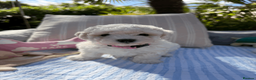 Bichon Frise dogs for sale: Beautiful KC Registered Bichon Frise Girls - Advert 2