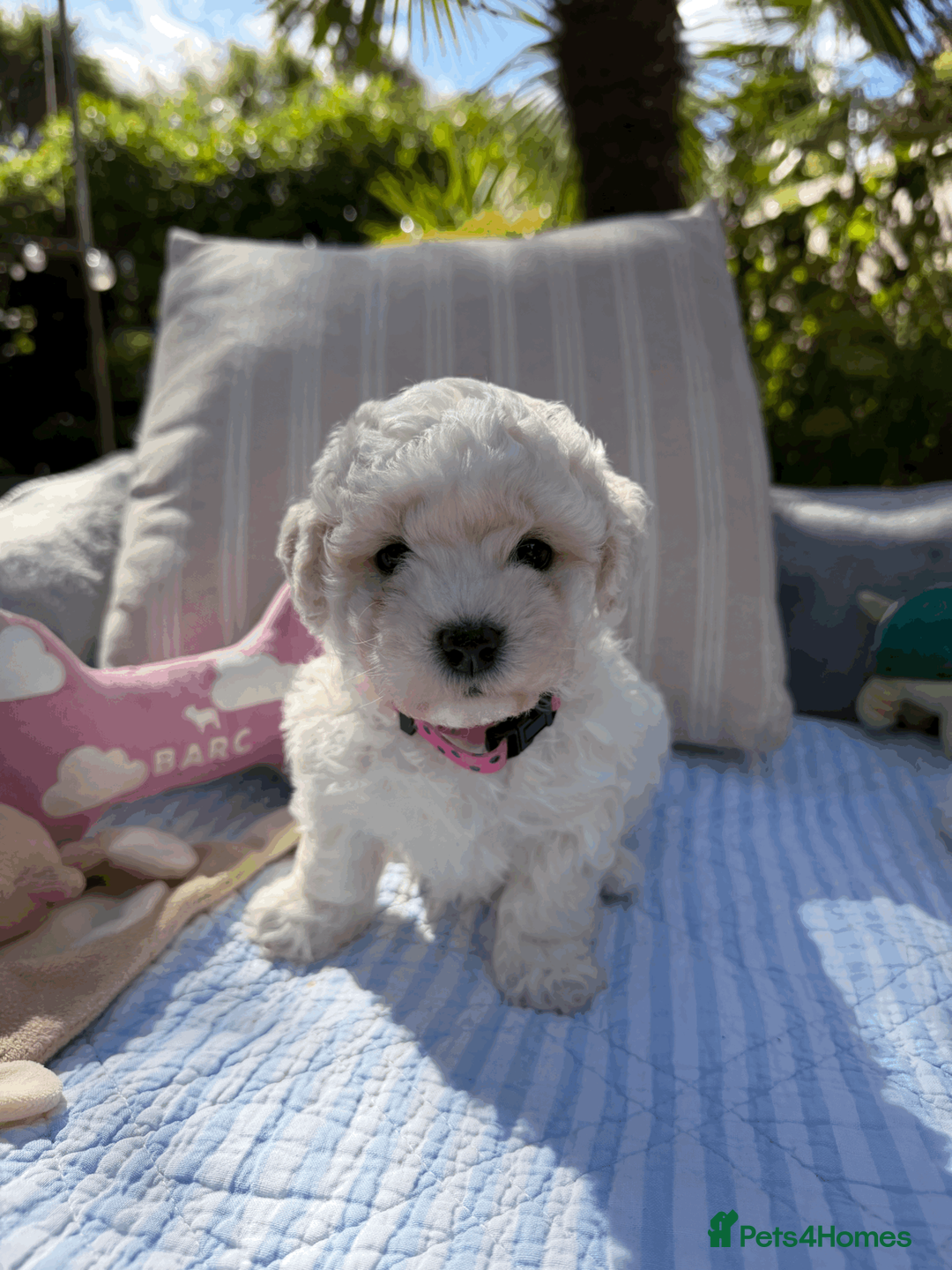 Bichon Frise dogs for sale: Beautiful KC Registered Bichon Frise Girls - Advert 2