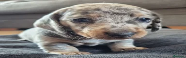 Miniature Dachshund 1 - Freckles