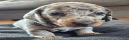 Miniature Dachshund dogs for sale: 2 beautiful miniature dachshund pups - Advert 9