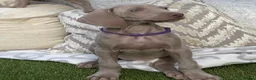 Weimaraner dogs for sale: 7 Weimaraner pups for sale ! - Advert 21