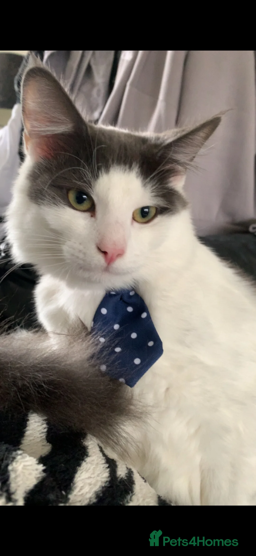 Mixed Breed cats for sale: Two sweet cats , twice the affection. - Advert 15